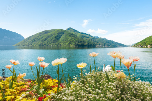 Flowers near lake with swans, Lugano, Switzerland photo