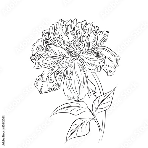 Sketch hand drawn peony flower.Vector illustration EPS 8