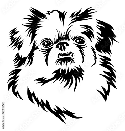 фотографія Pekingese