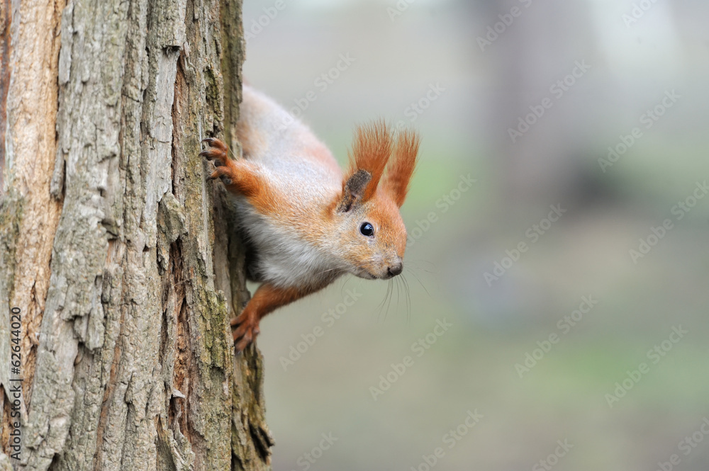 Fototapeta premium Red squirrel