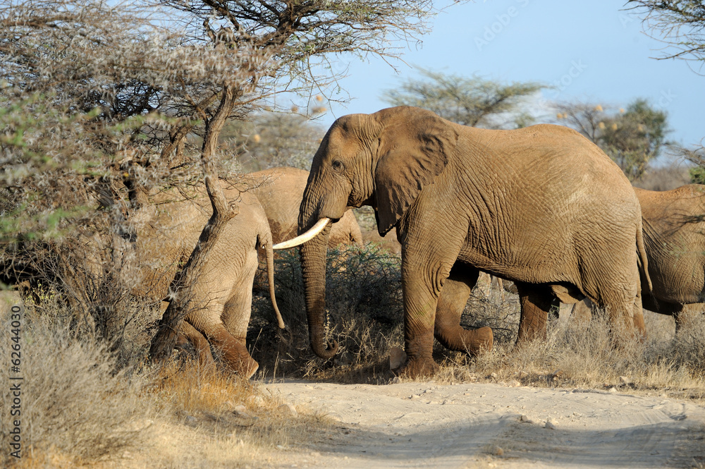 Fototapeta premium Elephant