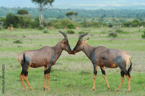 Topi Antelope