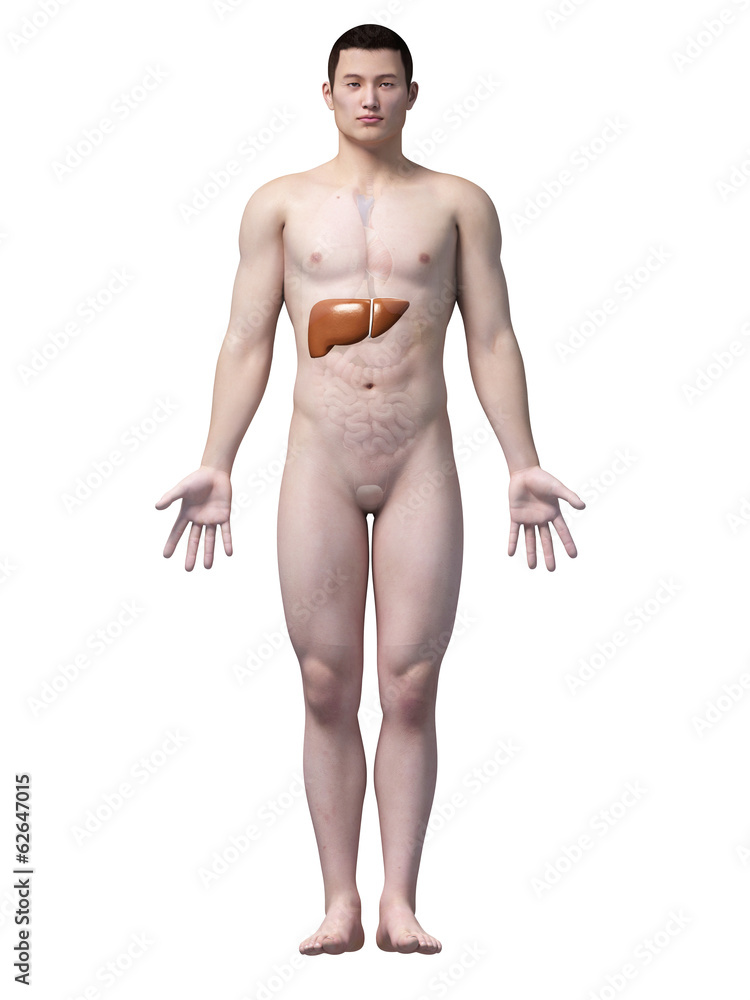 Fototapeta premium illustration of the liver of an asian male guy