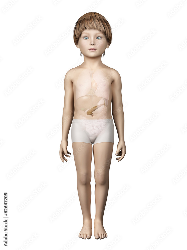 anatomy of a young child - pancreas anatomy of a young child - pancreas
