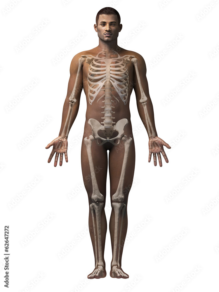 anatomy of an african american man - skeleton