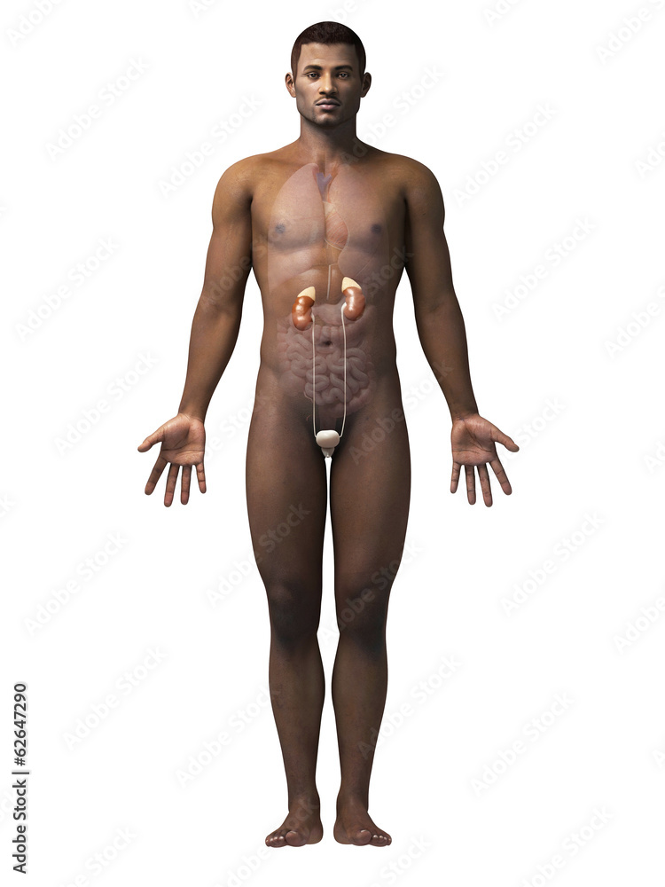 Fototapeta premium anatomy of an african american man - kidneys