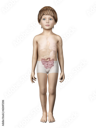 anatomy of a young child - small intestine photo