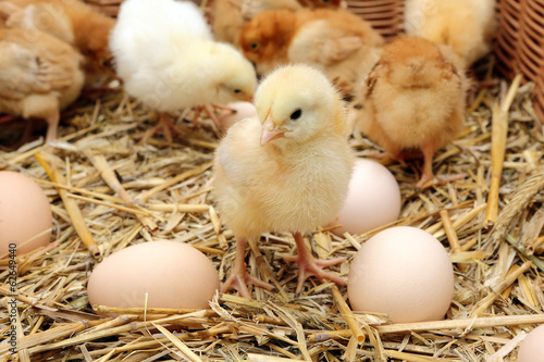 Fotografering Little chicks in the hay with eggs
