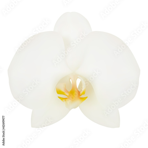 Fototapeta Naklejka Na Ścianę i Meble -  White flower of Orchid. Vector illustration. Isolated white
