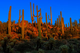 saguaros at dusk, saguaro national park, az