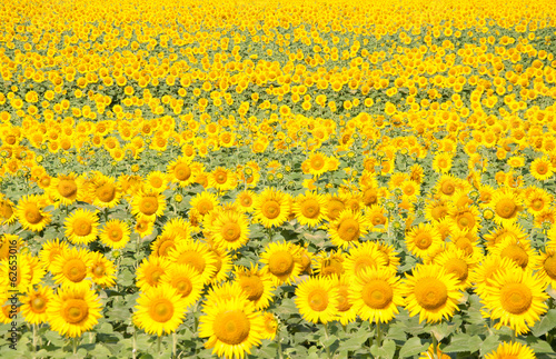 Sunflowers field 1
