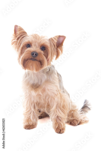 cute little dog yorkshire terrier sitting isolated on white