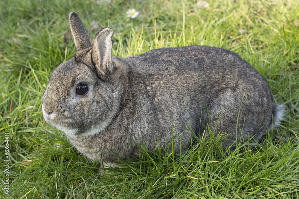 Zwergkaninchen im Garten (hasengrau) Zwergkaninchen im Garten (hasengrau)