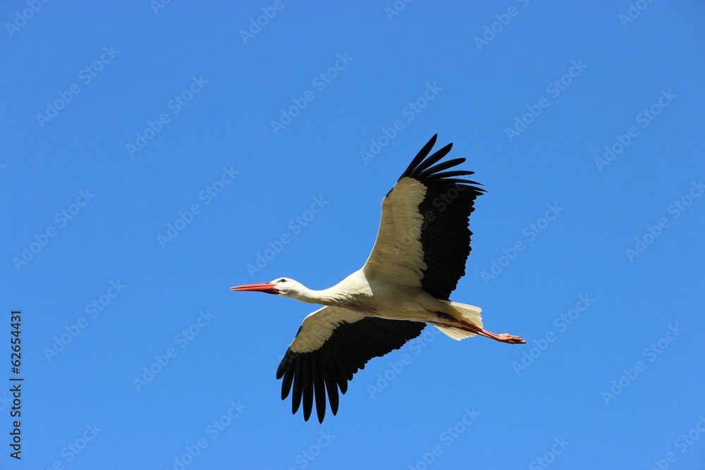 Storch Storch