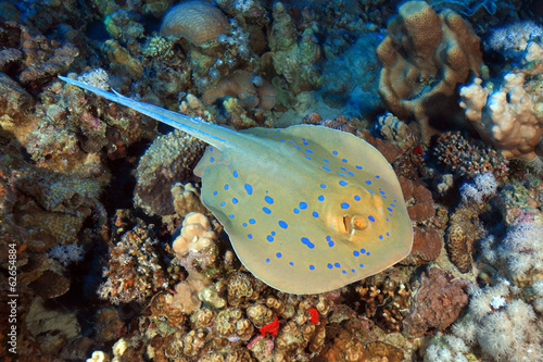 Bluespotted stingray in the coral reef photo