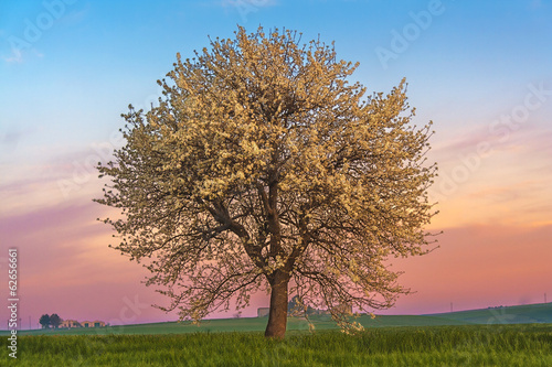 Alba primaverile:albero in fiore.-ITALIA-