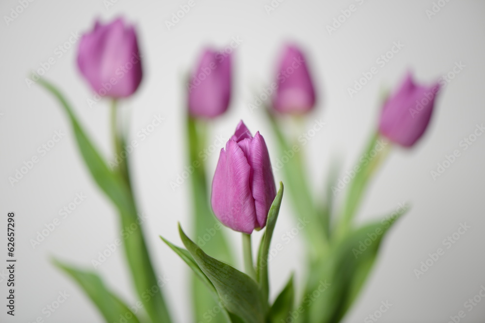 Tulpen Tulpen