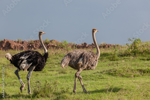 Wildlife Ostrich Birds
