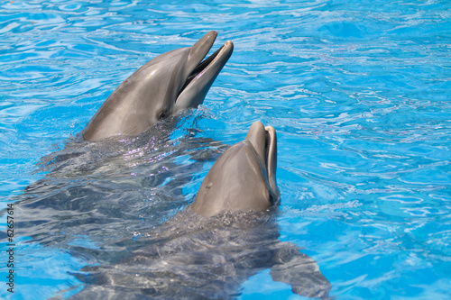 Pair of dolphins with head out of the water