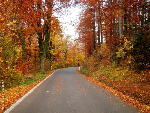 Beautiful Autumn Road © nikonomad