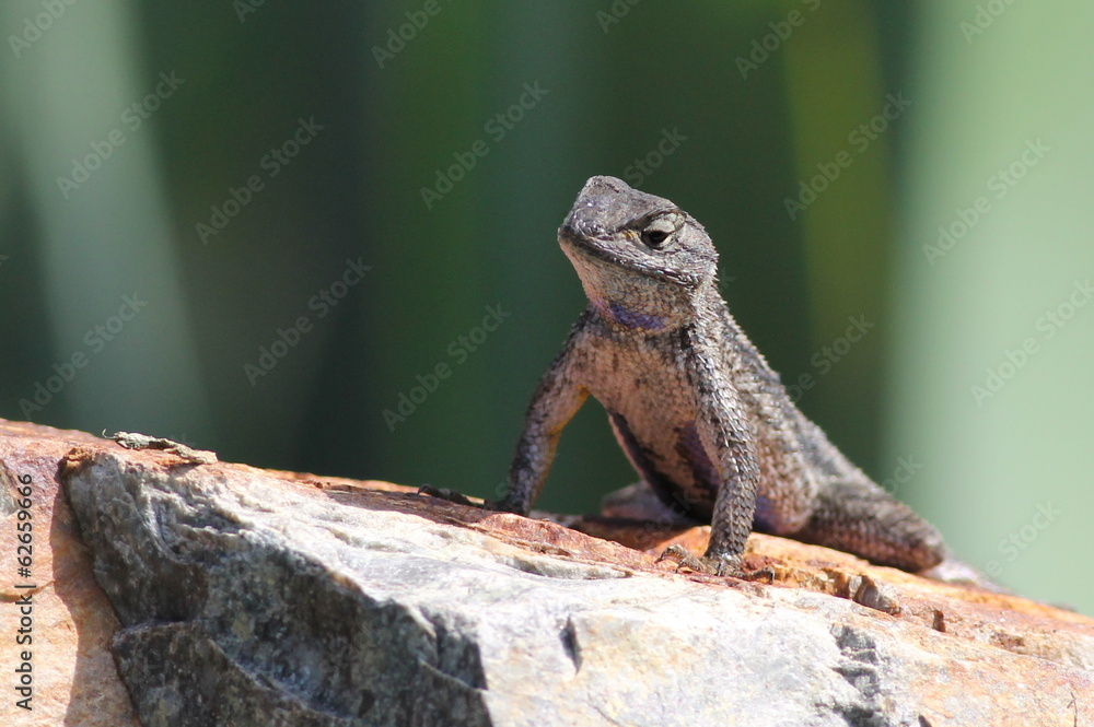 Western Fence Lizard on a Boulder Western Fence Lizard on a Boulder