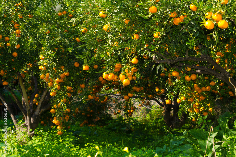 Fresh ripe tangerines on the trees.