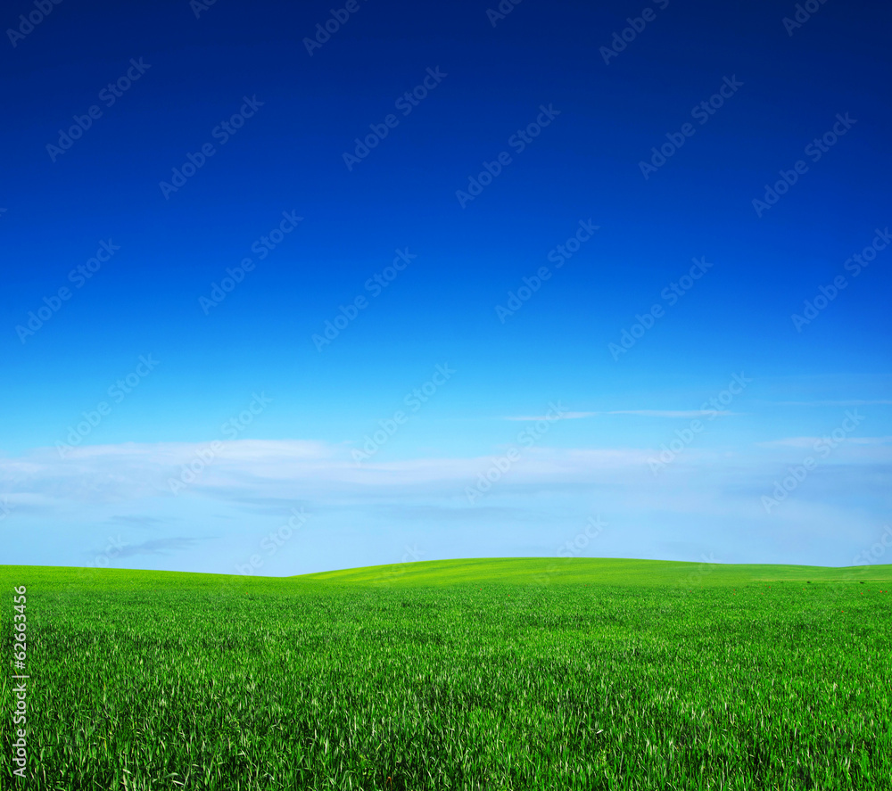 field field