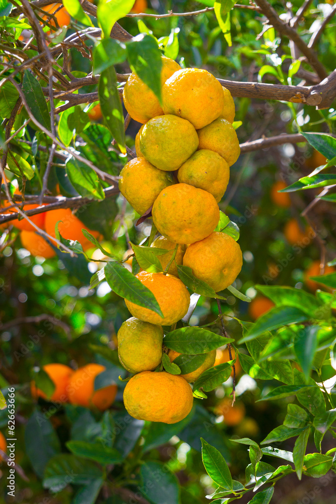 Fresh ripe oranges and tangerines on the trees. Fresh ripe oranges and tangerines on the trees.