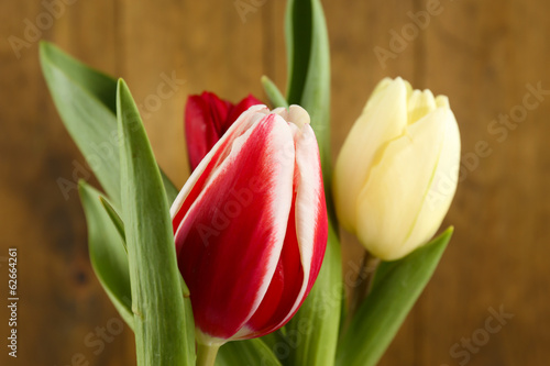 Beautiful tulips on color background