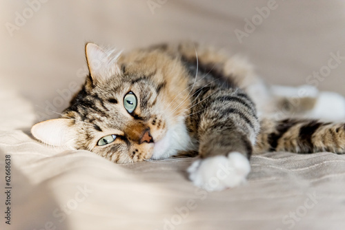 Fototapeta Grey cat lying on bed