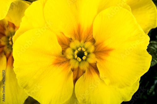 yellow flower primrose