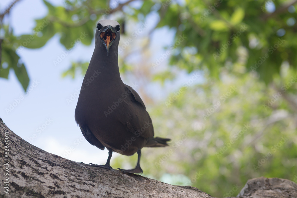 Fototapeta premium Mandarin sur l'ile aux cocos à Rodrigues