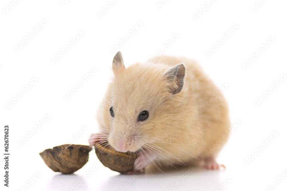 クルミを食べるキンクマハムスター 白バック Stock Photo Adobe Stock クルミを食べるキンクマハムスター 白バック Stock Photo Adobe Stock