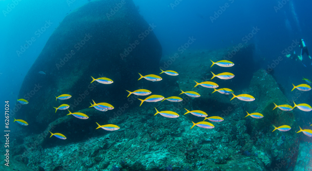 Fototapeta premium similan6