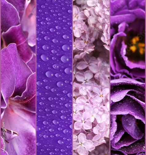 Fototapeta Naklejka Na Ścianę i Meble -  Collage of photos in purple colors