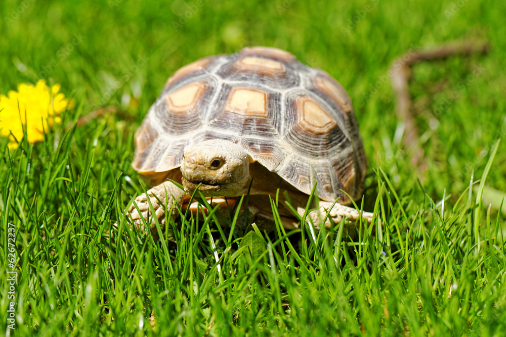 African Spurred Tortoise African Spurred Tortoise