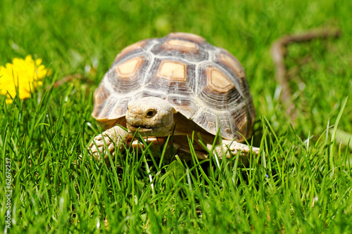 African Spurred Tortoise