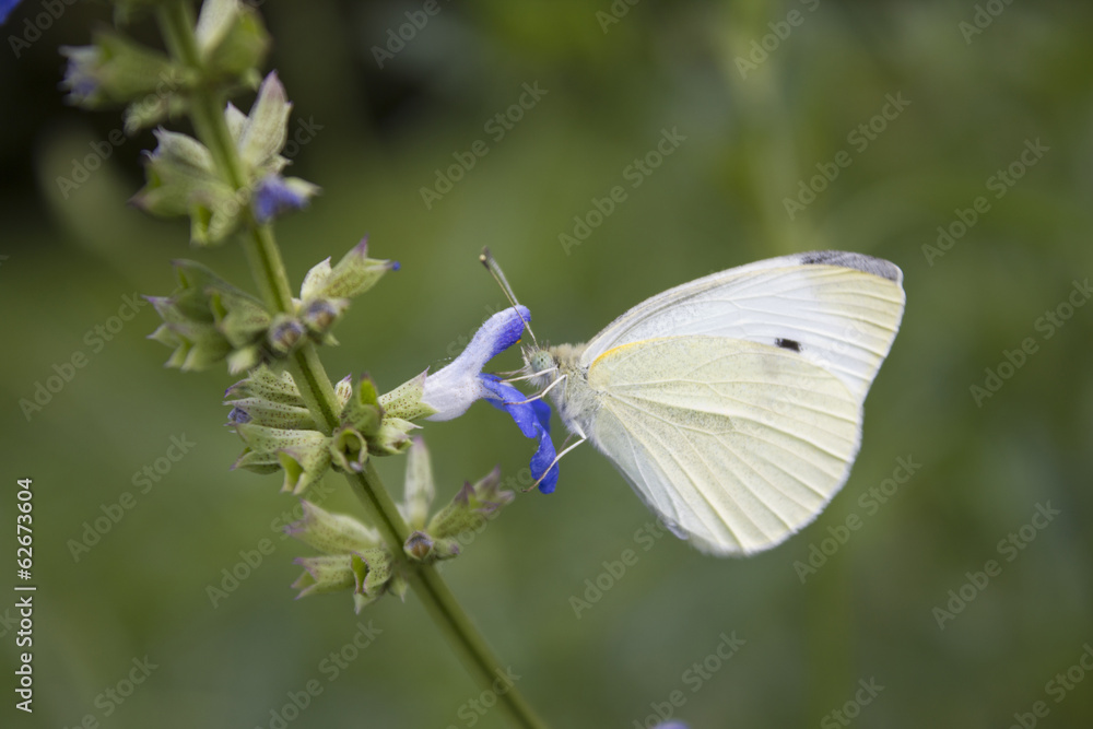 Papillon blanc butine fleur bleue violette Papillon blanc butine fleur bleue violette