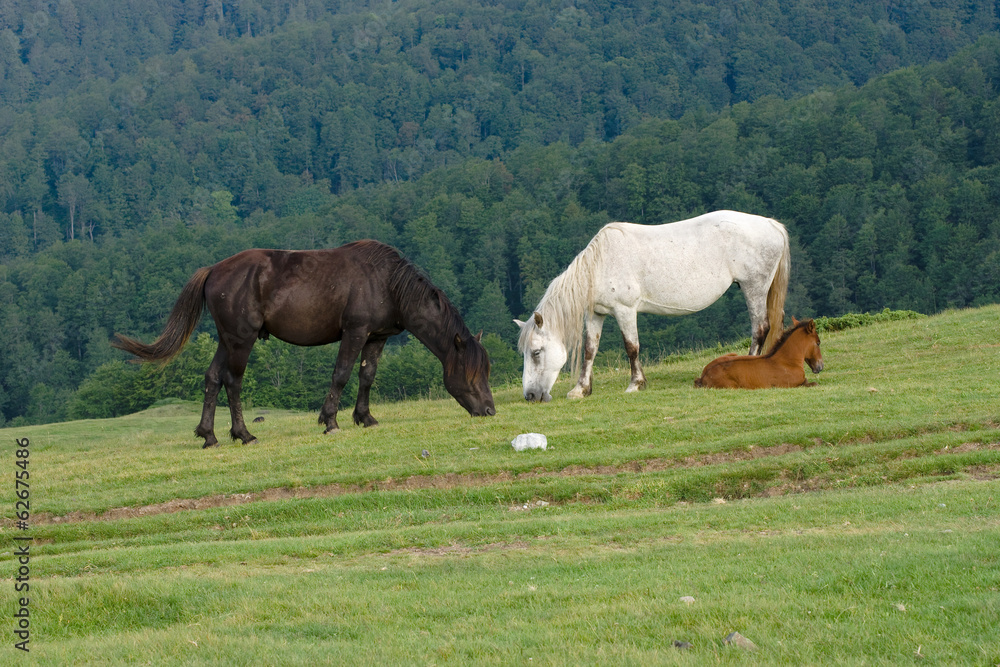 Horses Grazing, Montenegro