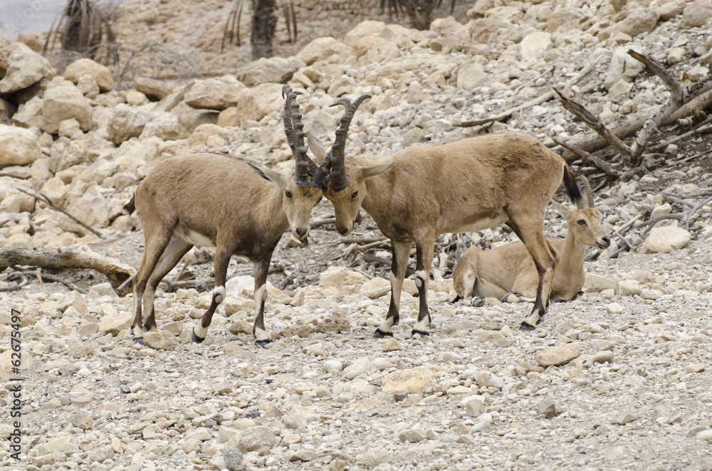 Nubian ibex Nubian ibex