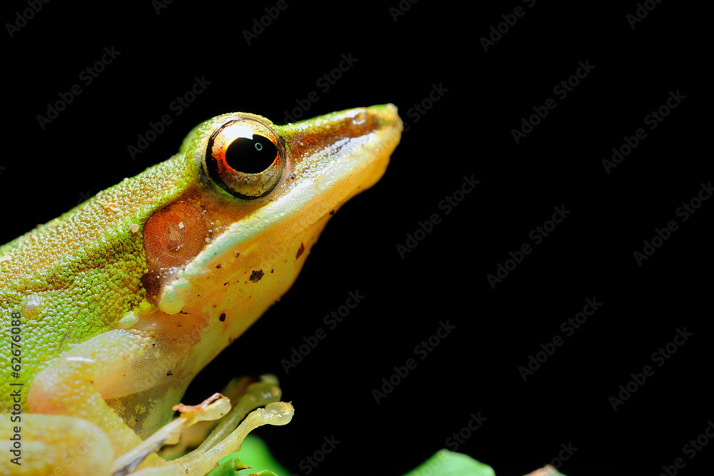 Obraz premium Frog
