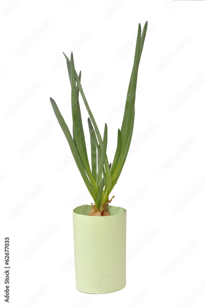 green onion green onion