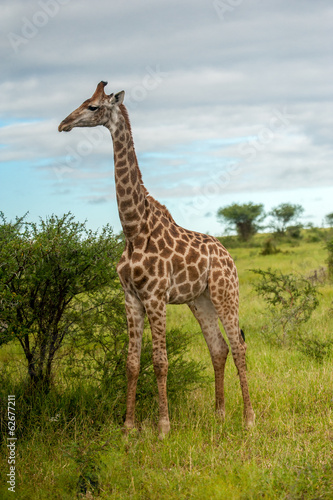 Giraffe in the bushveld  South Africa