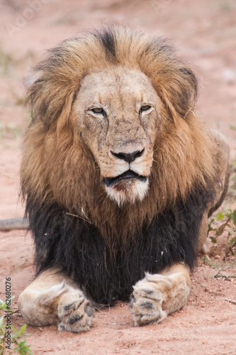 Male lion lays in the bushveld  South Africa