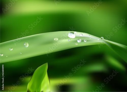 dew on the grass