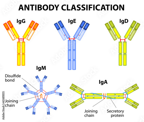 antibody classification photo