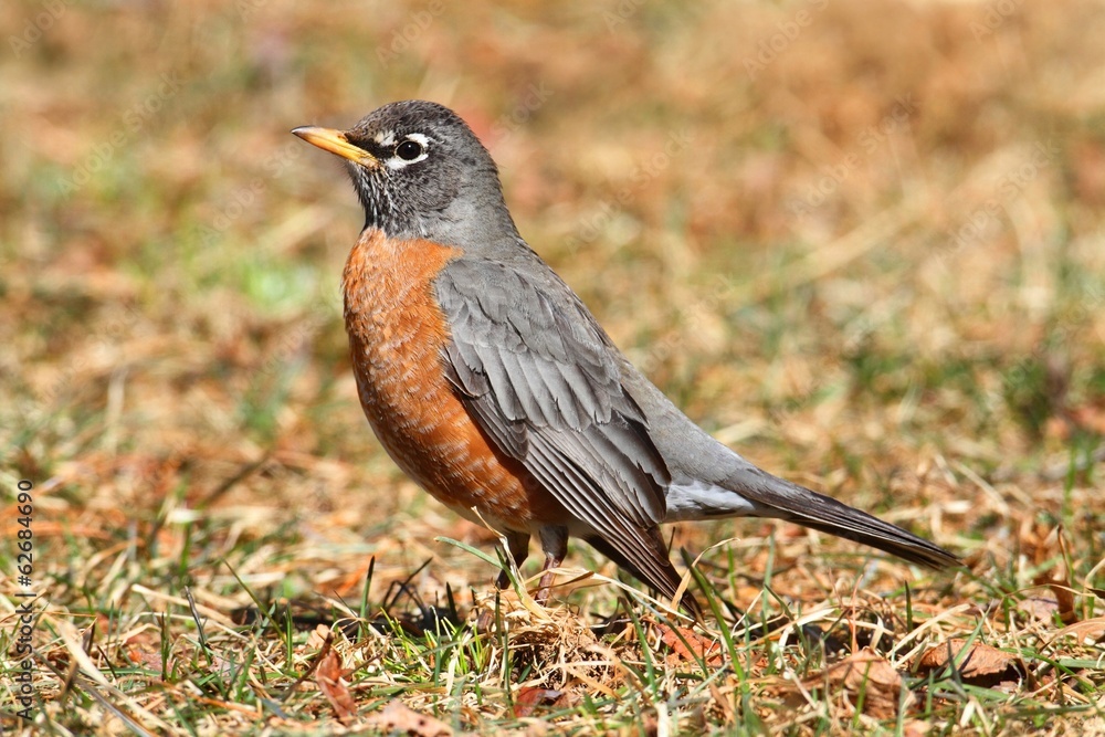 Female American Robin (Turdus migratorius) Female American Robin (Turdus migratorius)