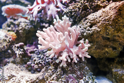 Coral reef with pink soft coral