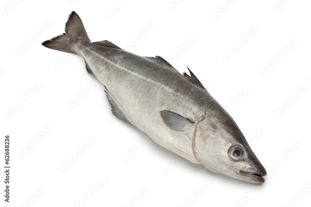 Φωτογραφία Fresh coalfish fish