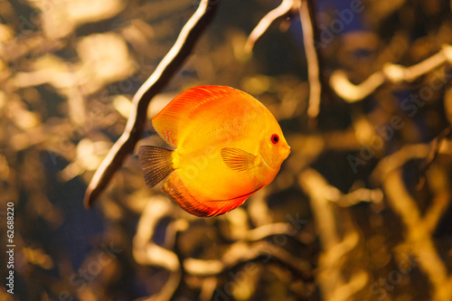 Discus fish (Symphysodon) swimming underwater photo